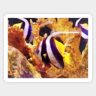 Fish - Black and White Striped Angelfish Sticker